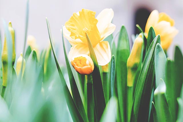 Daffodils